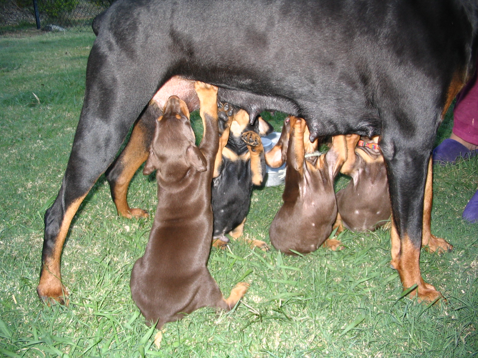 Dharma still feeding puppies 6wks.