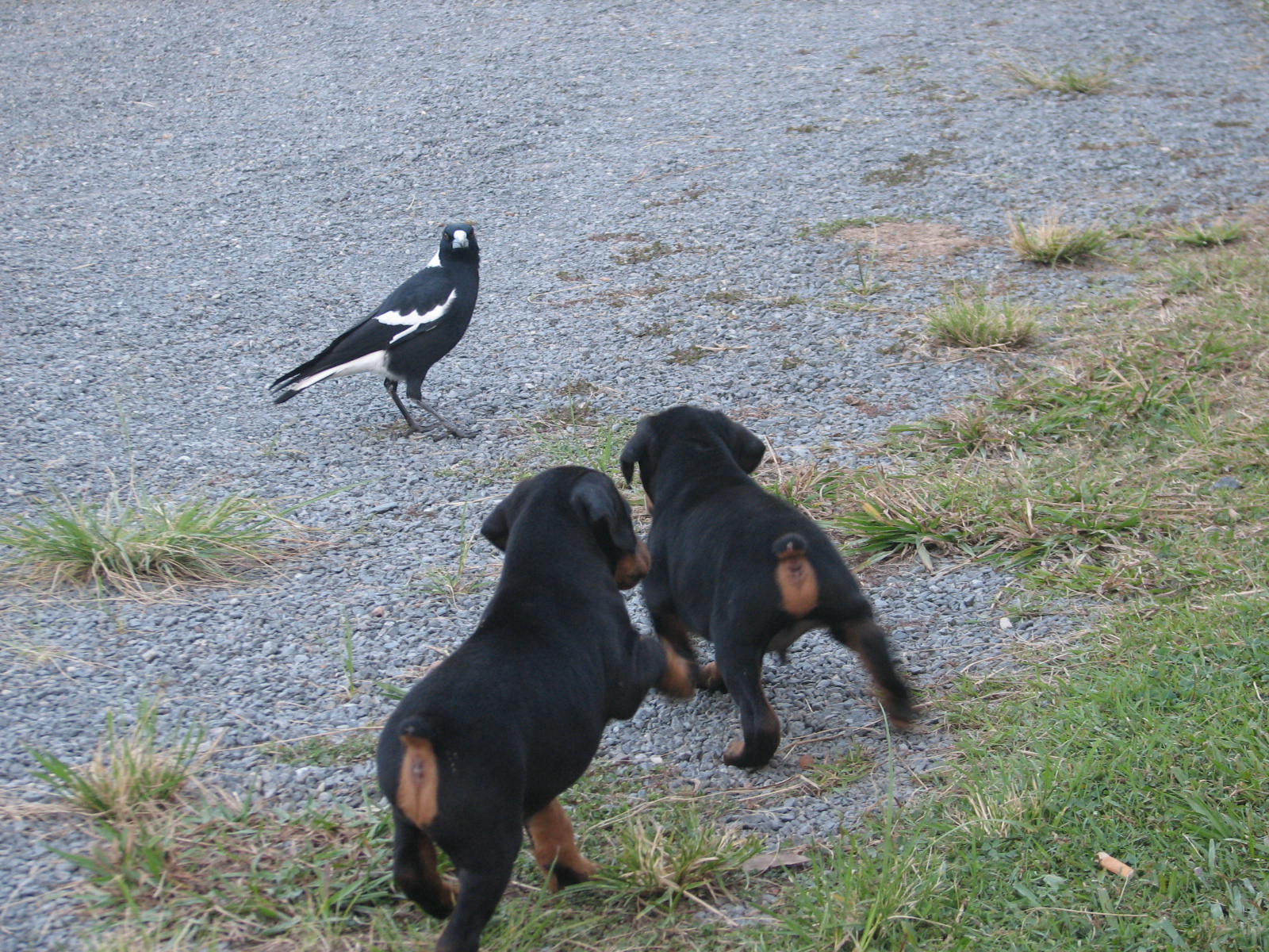 Stalking Magpies.