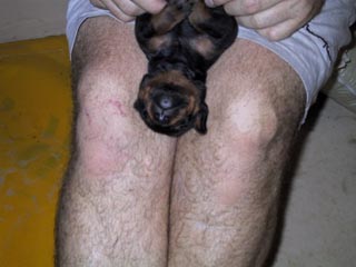 The little fruit bat (Black Male)